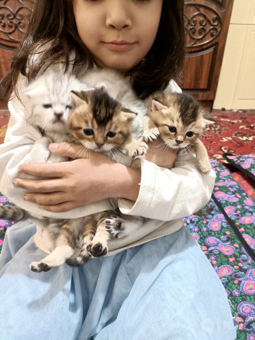 Продаются котята