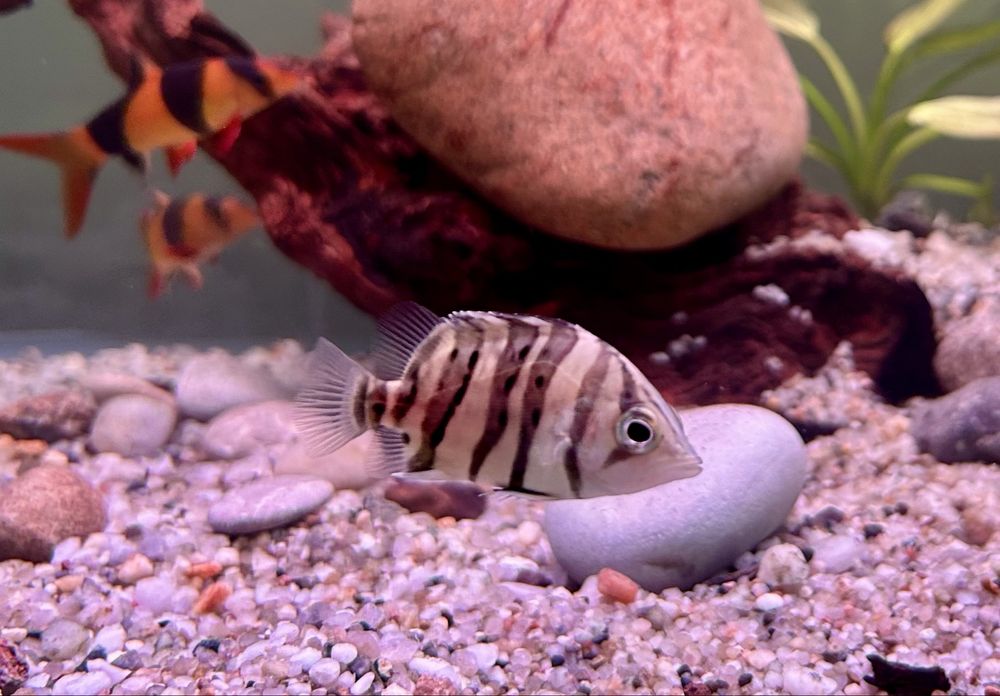 Тигрови риби Datnioides microlepis