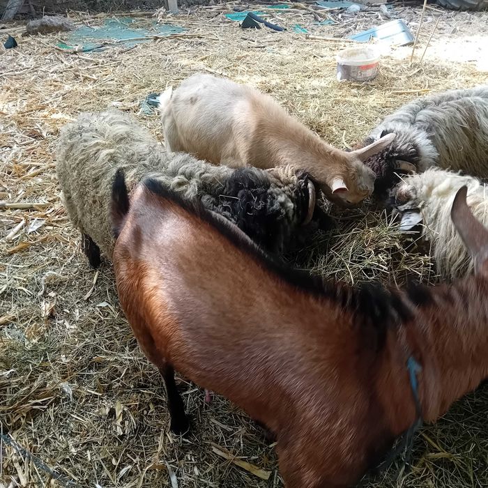 Miei,berbeci si  țapi