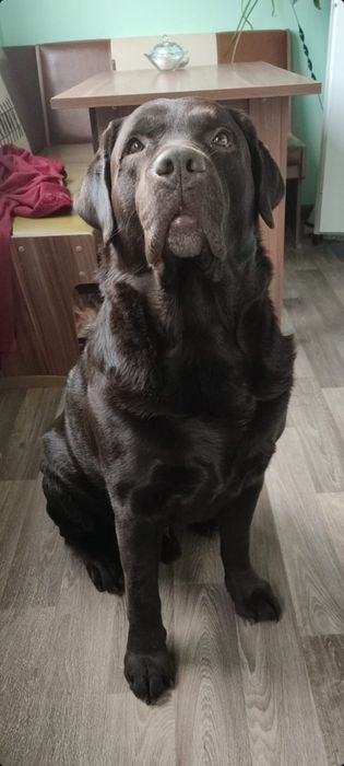 Есть на бронь лабрики-шоколадки