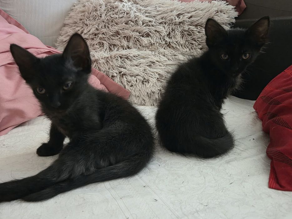 adopție responsabilă