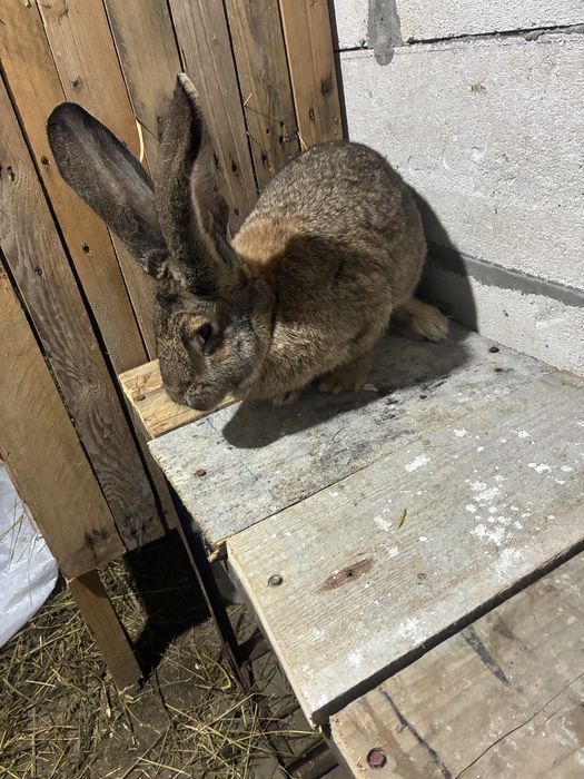 Vand iepuroica urias german