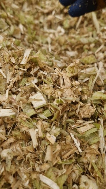 Baloti siloz din porumb 2025