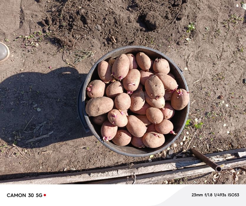 Картошка семенная