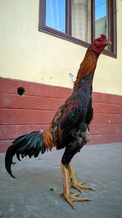 Майский дакан шоже