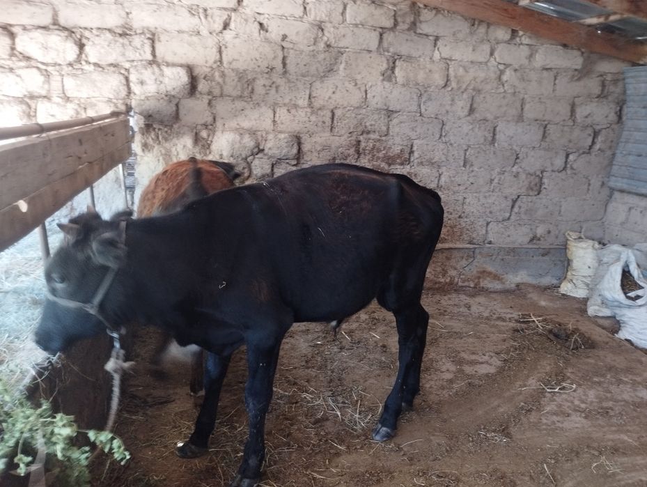2 бичок 1 тана сатылады
