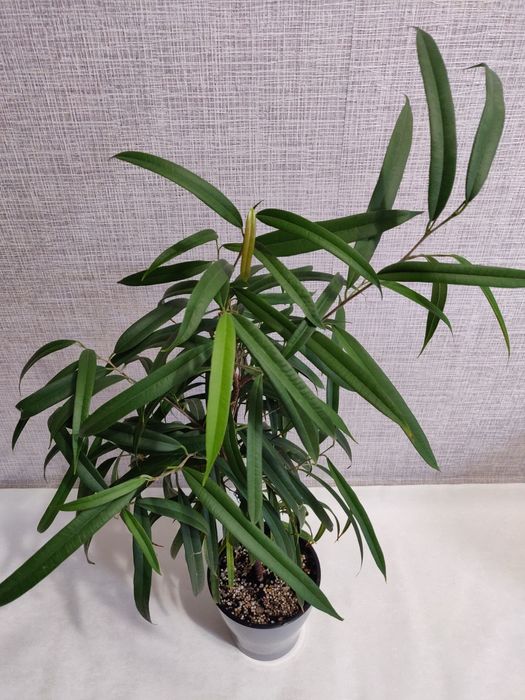 Фикус ( комнатное растение)