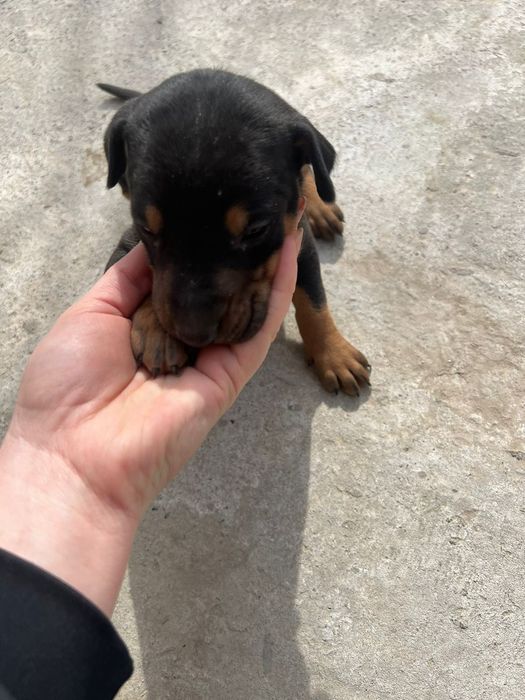 Продаются породистые-чистокровные щенки Добермана