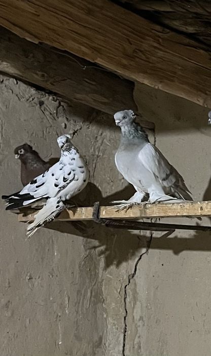 Кептерлер бар таз