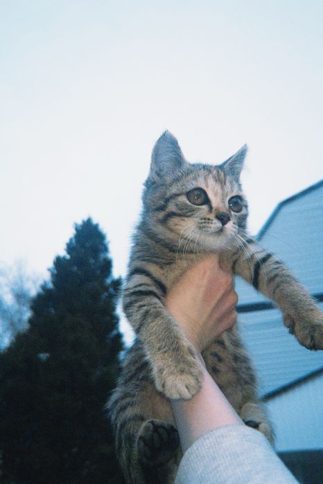 Пропала кошка !вознограждение 5 тысяч . Очень скучаем просьба вернуть