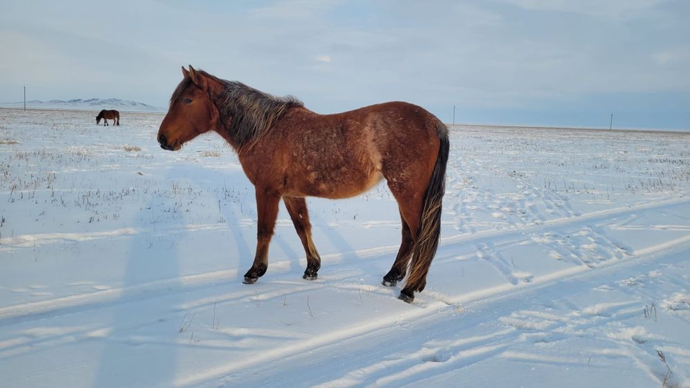 Продаю Байтал три года