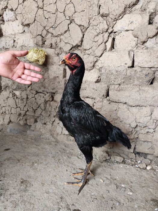 Sotiladi dakan tovuq