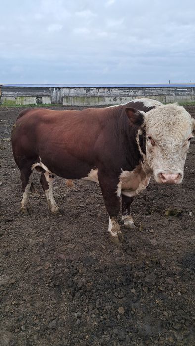 Быки на племя...