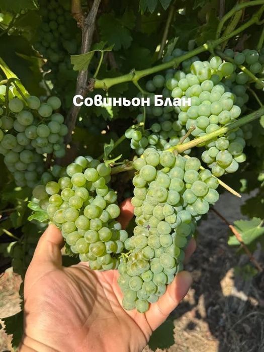 Грозде Совиньон и Мускат