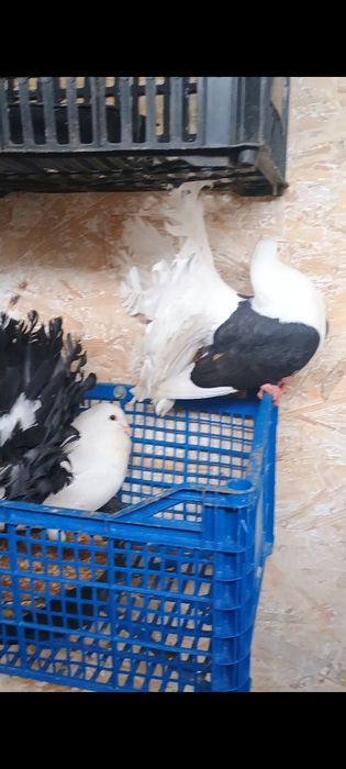 Vând porumbei voltați