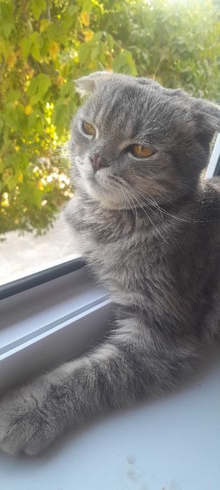 Scottish fold ög'ipbola