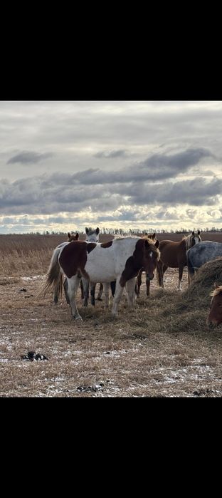 Продам Айгыр 7 лет