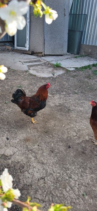 Петух 3-штук  молодой.