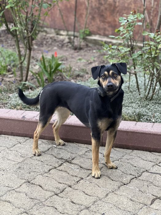 Catelusa metis spre adoptie