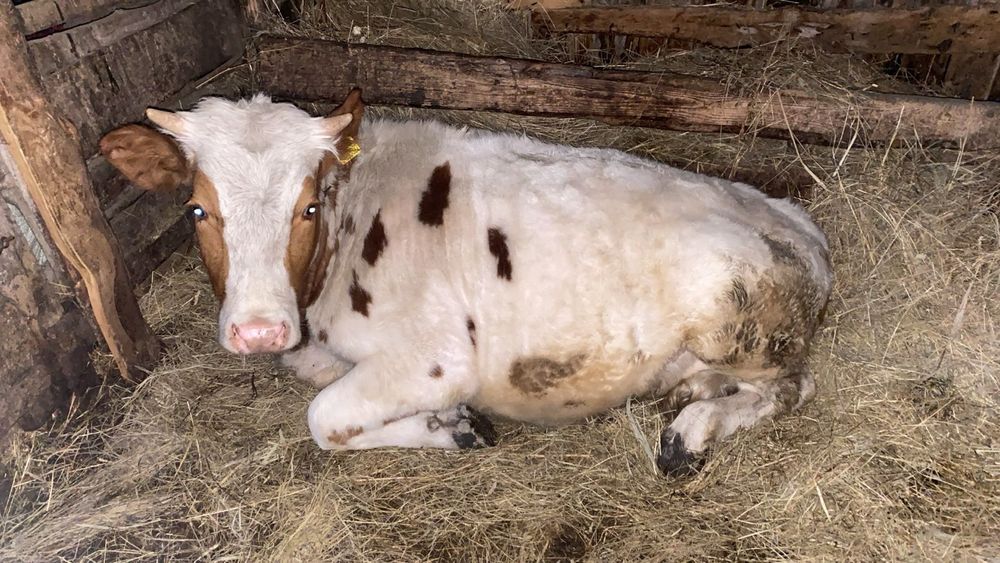 Продам годовалую телку