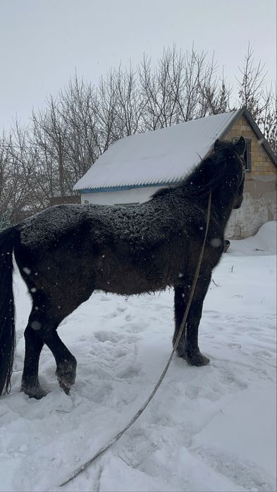 Айғыр семіз,айғырлығы мықты