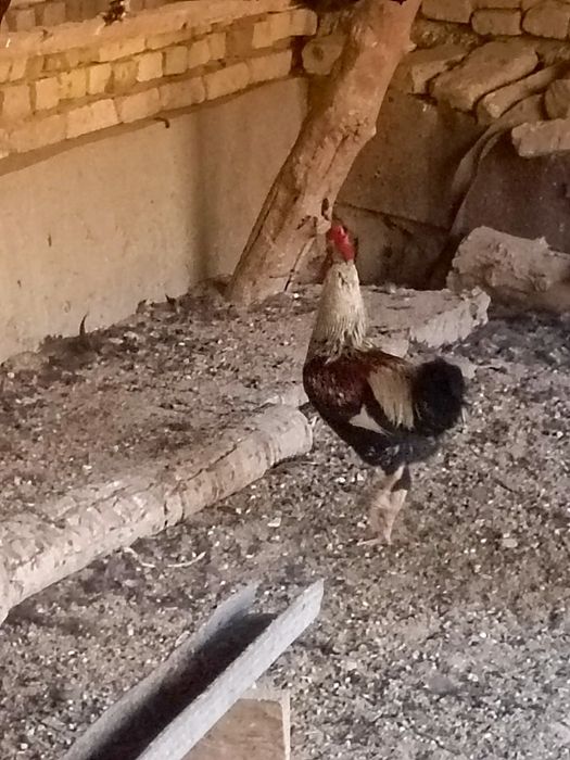 Хорозла сотилади урганч