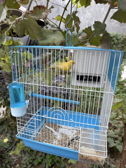 Kanareka nar sotiladi 6 oyli