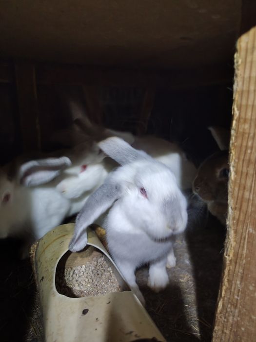 Продаются кролики