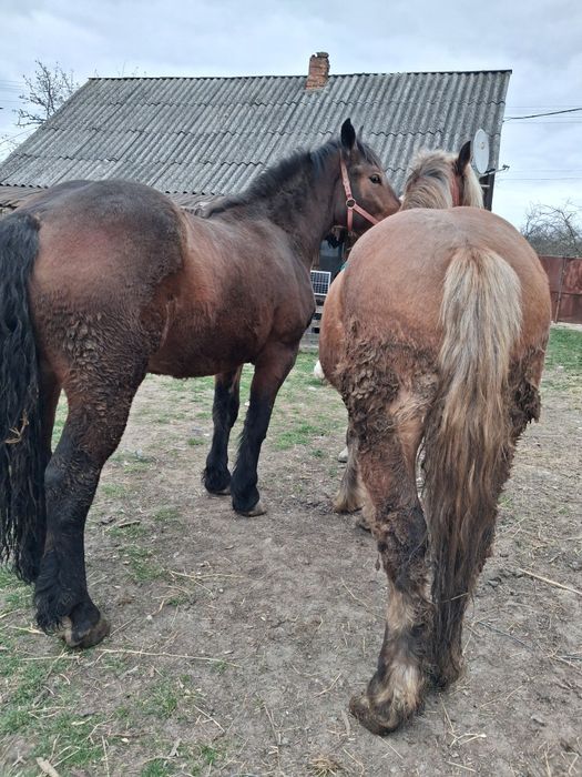 Manze de vanzare frumose