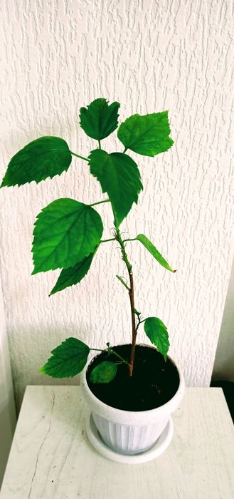 Комнатные цветый разные 1000