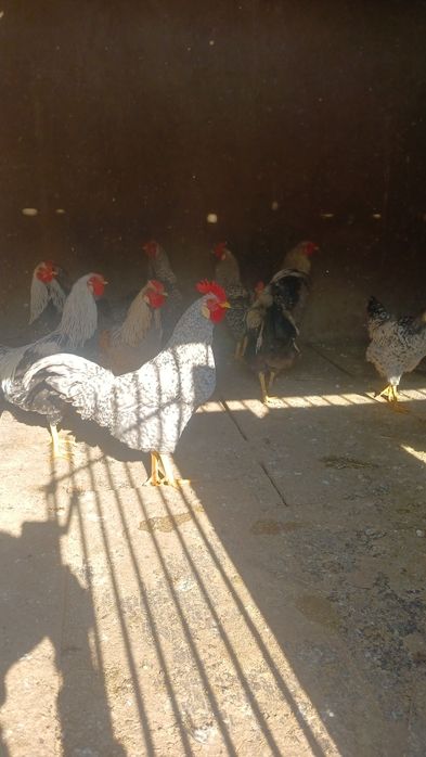 Қораздар сатылады