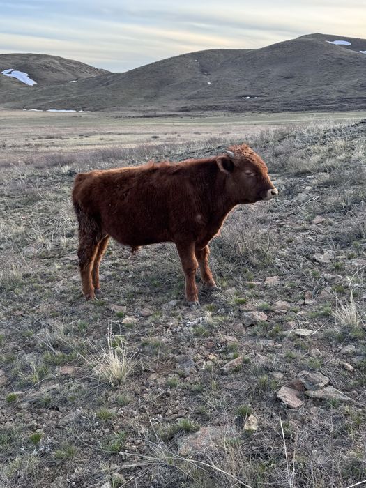 Ірі ірі бұқалар сатылады
