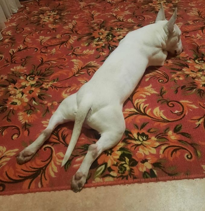 Бультерьер на вязку, разведение потомства