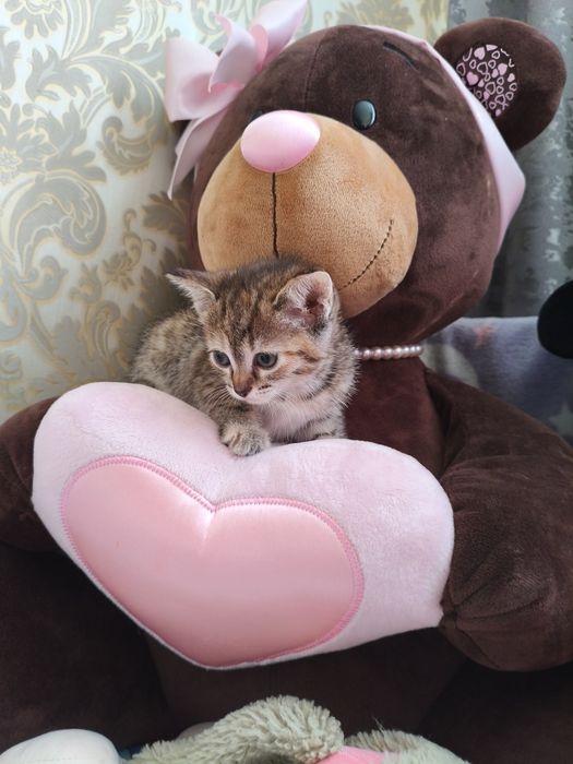 Отдам котенка девочку