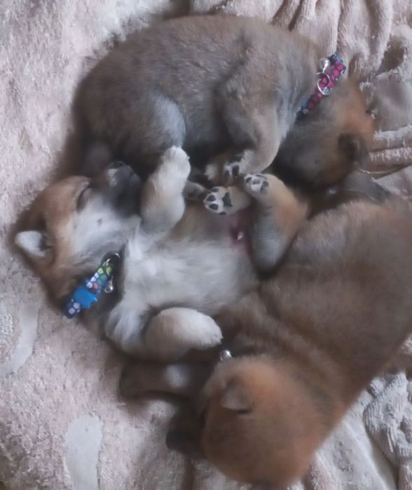 Готовятся к продаже сиба ину