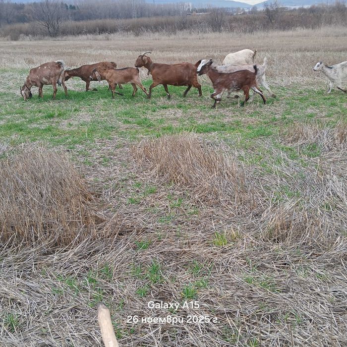 Продавам продавам редовни бременни кози