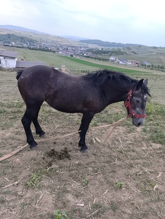 Mânză sură de 2 ani