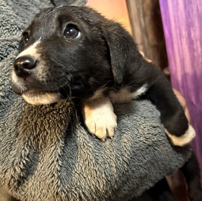 Голди, Хъни и Панда, Орео и Мъфин - от мама лабрадор