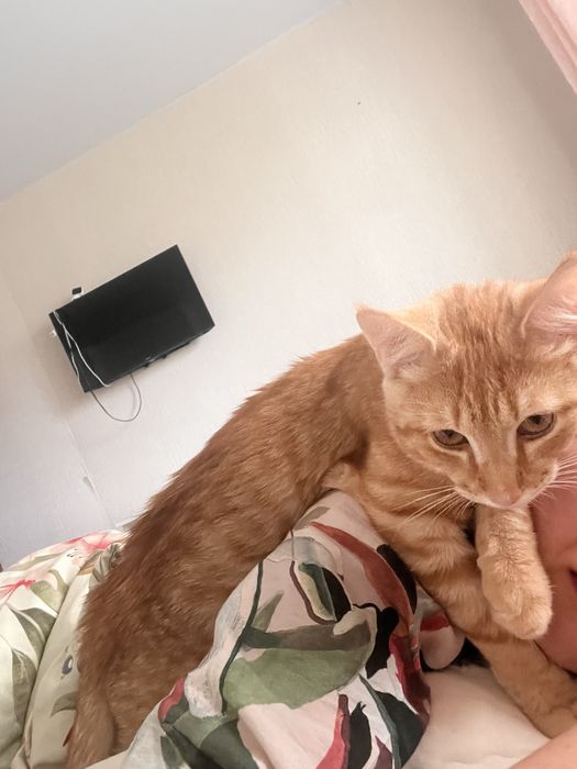 Отдам котенка в добрые руки