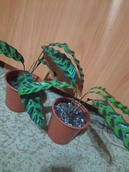 Фикус лирата, калатея