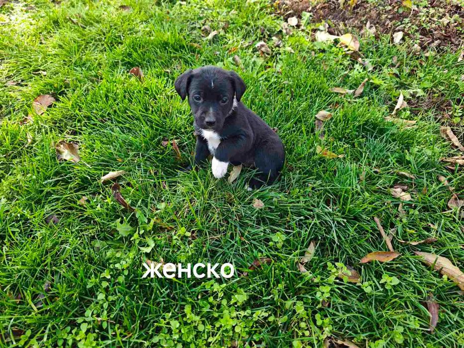 Подарявам кученца на 50 дни с поставена първа ваксина гр. Хасково