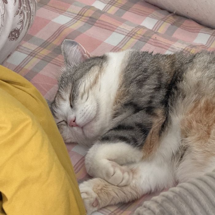 Кошка Аврора домашняя