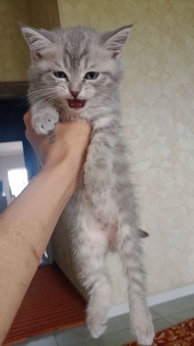 Продаются котята породистые