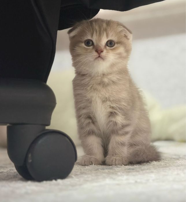 Котята Британцы очень красивые