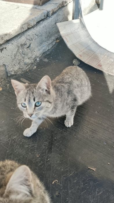 Отдадим котят в хорошие руки