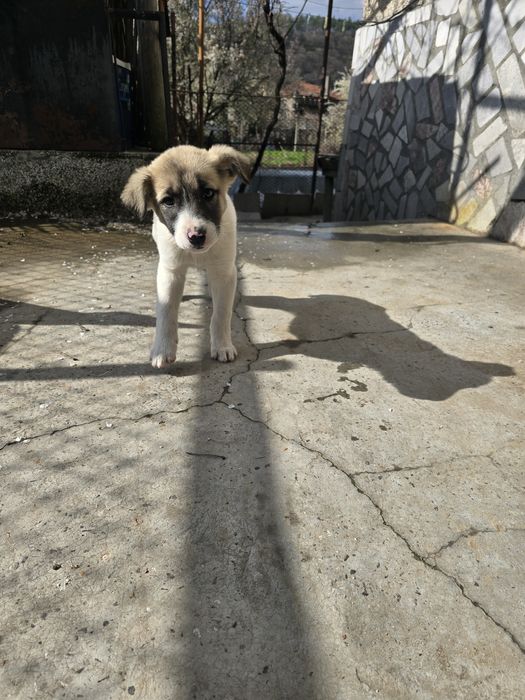 Бебе Кученце  2м