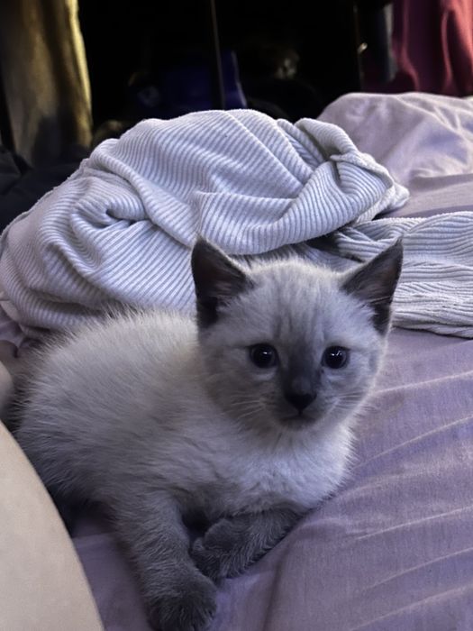 Котенок мальчик в добрые руки