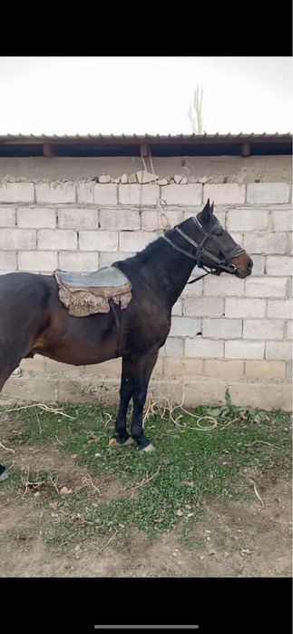 Полукровка айгыр