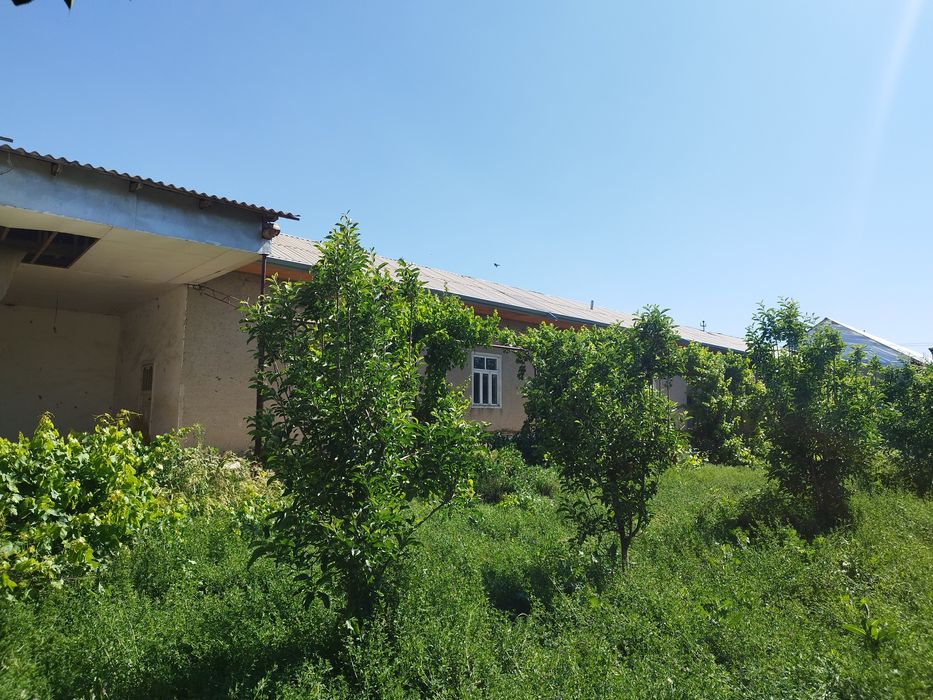 Срооочна ховли сотилади