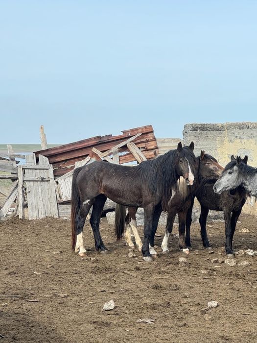 Айғыр жасы 7де  оте жаксы